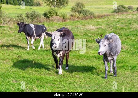 Several bulls standing on the green field Stock Photo