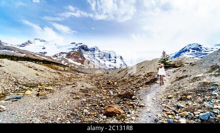 Senior woman hiking a Lateral Moraine of the Athabasca Glacier in the Columbia Icefields in Jasper National Park Stock Photo