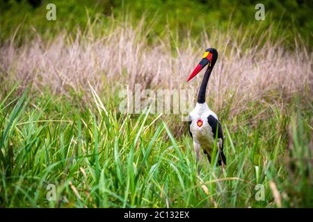 Portrait of a colorful saddle-billed stork (Ephippiorhynchus senegalensis) standing in a green meadow in Murchison Falls National Park Uganda Stock Photo