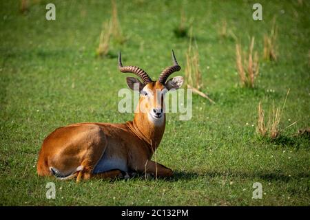 Portrait of a male Uganda Kob (kobus kob thomasi), sitting on grass in Murchison Falls National Park, Uganda Stock Photo