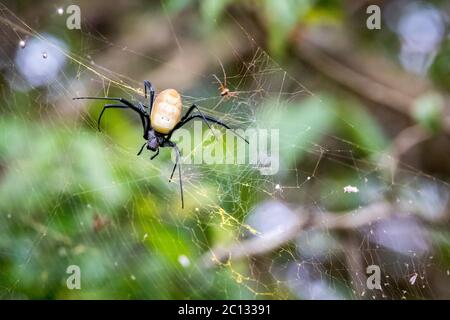 African Golden silk orb-weaver or golden orb web spider (nephila constricta) in its web, Uganda, Africa Stock Photo