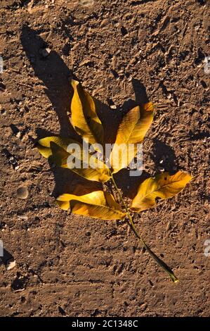 Closeup of a small walnut branch with dry leaves on the ground in direct sunlight forming an elongated shadow Stock Photo
