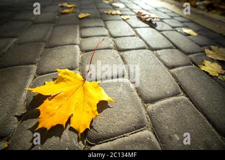 Close up of big yellow maple leaves laying on pedestrian sidewalk in autumn park. Stock Photo