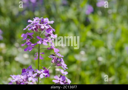 Hesperis matronalis.  Beautiful purple flowers are known as dame's rocket, damask-violet, dame's-violet, queen's gilliflower and many others. Selectiv Stock Photo