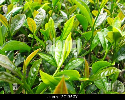 Organic tea plants in the field, the Azores Islands, Atlantic Ocean, Portugal. Stock Photo