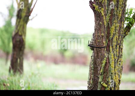 Booby Trap IED from soviet hand grenade F1 and tripwire Stock Photo