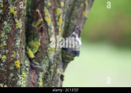 Booby Trap IED from soviet hand grenade F1 and tripwire Stock Photo