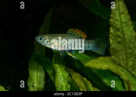 Portrait of livebearer fish (Brachyrhaphis roseni) in aquarium Stock Photo