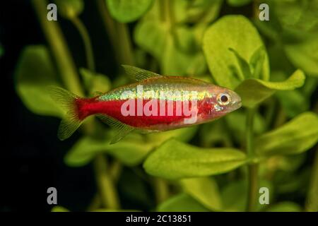 Portrait of neon tetra fish (Paracheirodon axelrodi) in aquarium Stock Photo