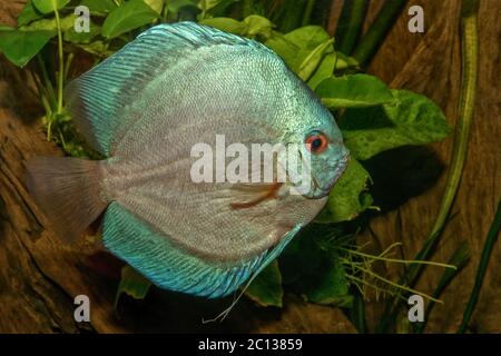 Nice portrait of blue discus (Symphysodon sp.) fish Stock Photo