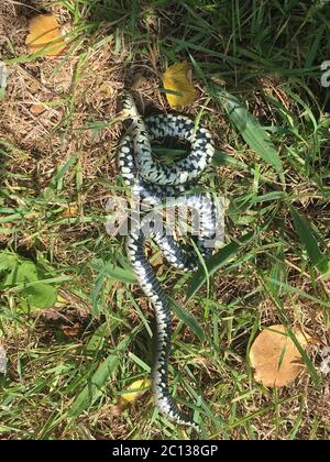 Dead Grass snake, Natrix natrix, caught by a cat in garden Stock Photo