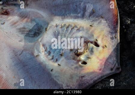 Dead Stingray Fish Stock Photo