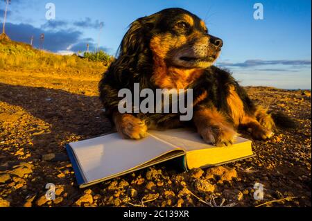 One intelligent Black Dog Reading a Book Stock Photo - Alamy