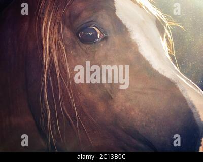 art portrait of arabian horse inside of stable. close up Stock Photo