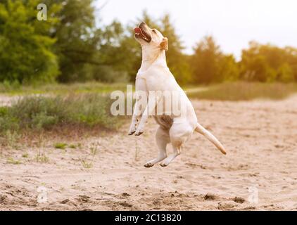 Labrador retriever dog jumping and playing ouside Stock Photo