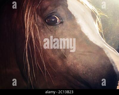 art portrait of arabian horse inside of stable. close up Stock Photo