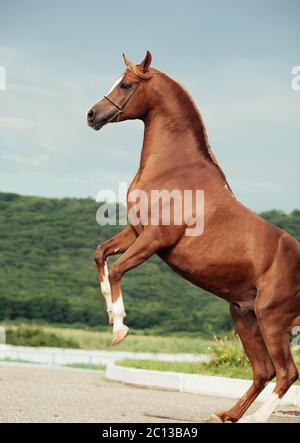 arabian chestnut stallion rearing. Stock Photo