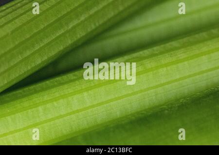 Cut celery stalks filling the frame Stock Photo