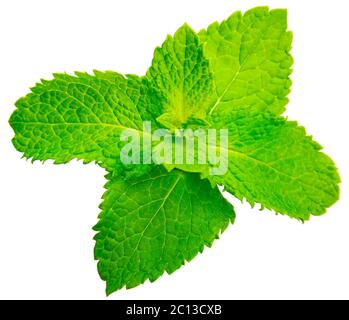 Fresh raw mint leaves isolated on white background Stock Photo