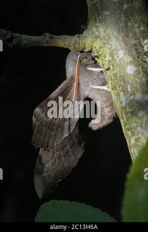 Hanging from a thick branch, this large adult poplar hawk moth displays its large wings, curved body, bright antennae and face. Dappled sunlight. Stock Photo