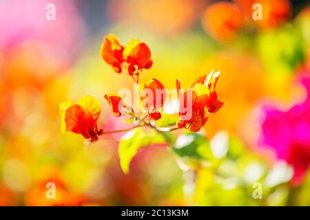 Colorful Bougainvillea flowers at Caudan,Mauritius,Africa Stock Photo