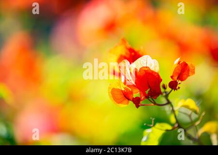 Colorful Bougainvillea flowers at Caudan,Mauritius,Africa Stock Photo