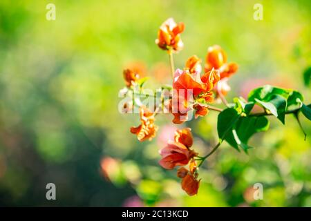 Colorful Bougainvillea flowers at Caudan,Mauritius,Africa Stock Photo