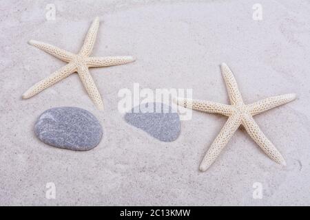 White starfishes and two shells on a sand Stock Photo