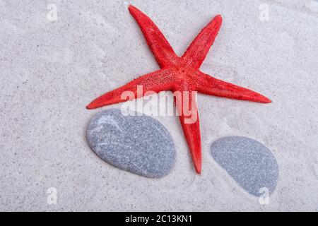 White starfishes and two shells on a sand Stock Photo