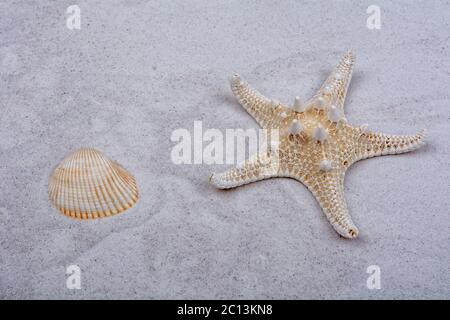 White starfishes and two shells on a sand Stock Photo