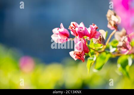 Colorful Bougainvillea flowers at Caudan,Mauritius,Africa Stock Photo