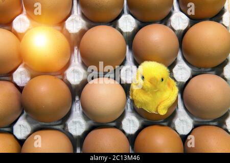 Toy chicken in shell of egg between eggs in packing Stock Photo