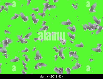 Composite of a beautiful white doves in flight over green background Stock Photo