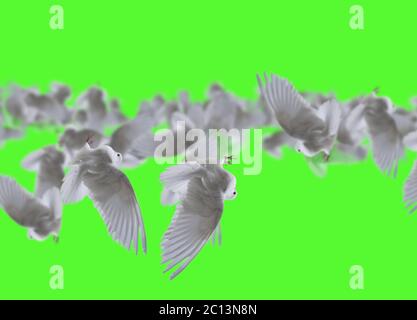 Composite of a beautiful white doves in flight over green background Stock Photo