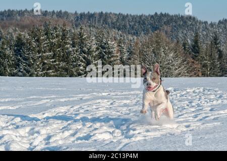 Running staffordshire bull terrier Stock Photo