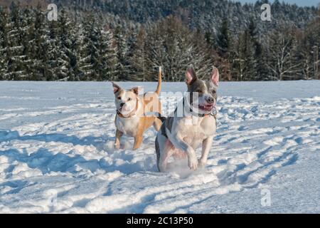 Running staffordshire bull terriers in a snow Stock Photo