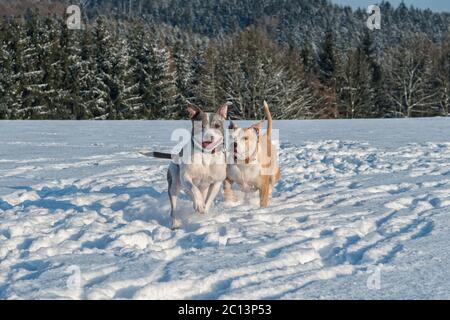 Running staffordshire bull terriers in a snow Stock Photo