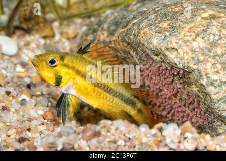 Portrait of cichlid fish (Apistogramma cacatuoides) Stock Photo