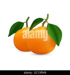 Realestic vector image of Orange fruit. Fresh oranges isolated on white background Isolate the image from background and use for children alphabet kea Stock Vector