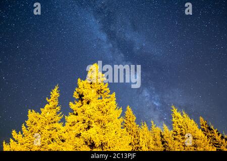 Pine trees with with milky way in the night sky at national park Stock ...