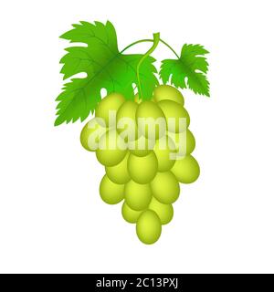 Vector Illustration of  Realistic Green Grapes with leafs  isolated on a white background. Detailed realistic image of Grapes. Stock Vector