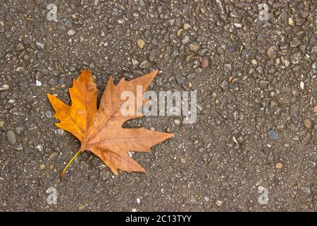 single yellow maple leaf lies on the ground. the dry leaves, the concept of late autumn. copy space. Stock Photo