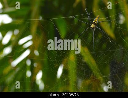 big spider on its web with some parts in focus Stock Photo