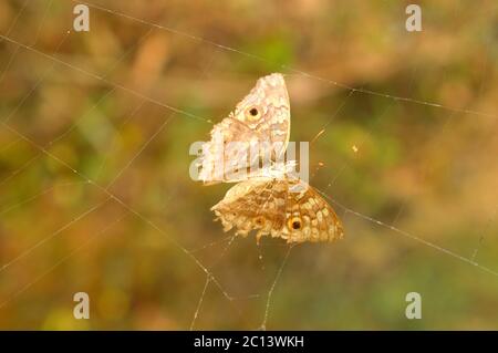 moth trapped in spider web Stock Photo