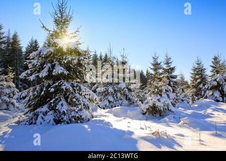 Sun shining behind the fir in the winter forest. Stock Photo