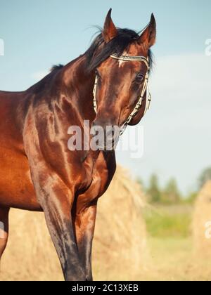 portrait of Bay sportive horse running in field with haystack Stock Photo