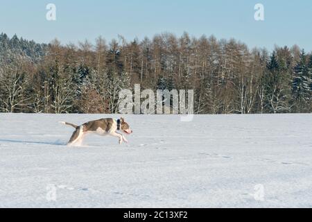 Running staffordshire bull terrier in a snow Stock Photo