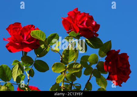 Three red roses on sunny sky. Stock Photo