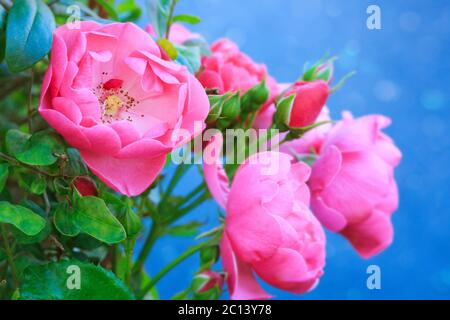 Pink roses on blue background. Stock Photo