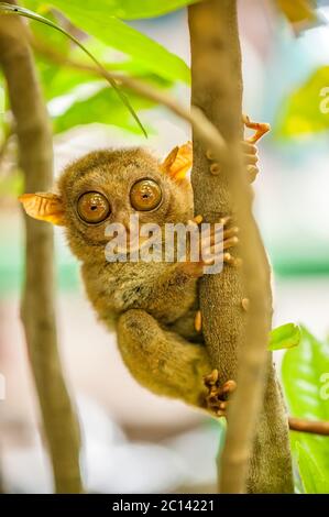 Tarsier monkey on tree in Philippines Stock Photo - Alamy